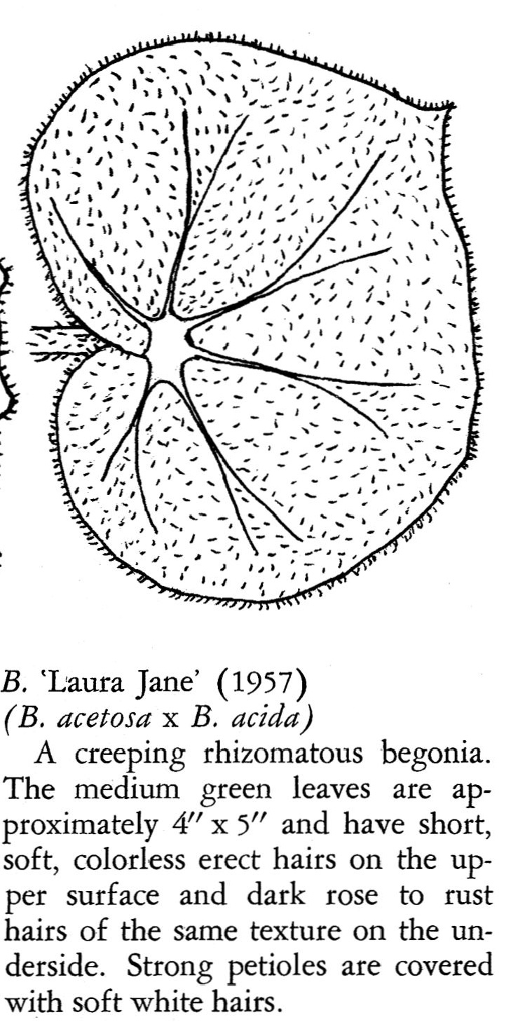 B. ‘Laura Jane’